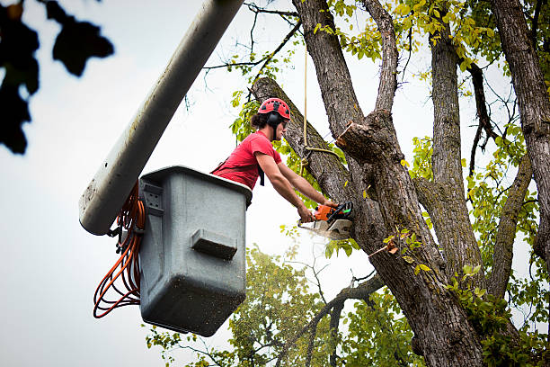 How Our Tree Care Process Works  in  Roanoke, TX